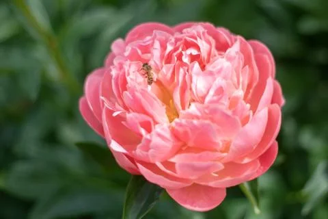 Peony flower on blurred green background. Pion. Spring concept. Red flower for Stock Photos