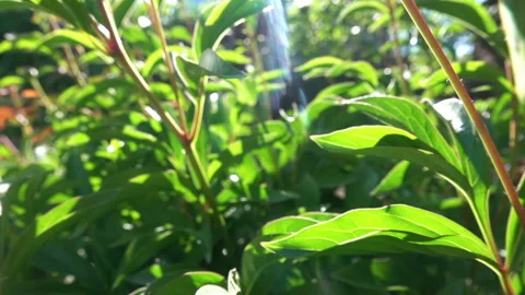 Peony Flower Buds 動画素材 90331418