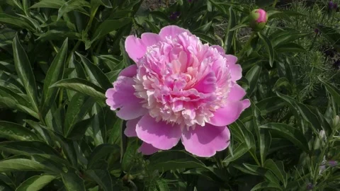 Peony flower Video stock 131039684