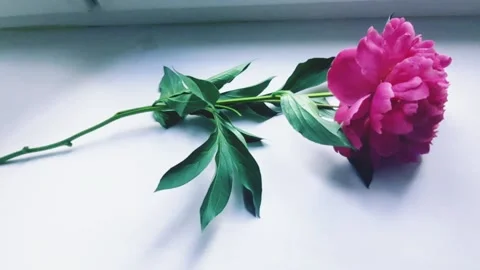 Peony flower Stock Footage 155391781