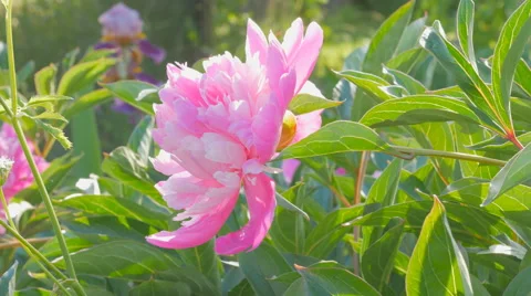 Peony flower in the garden Video stock 64794074