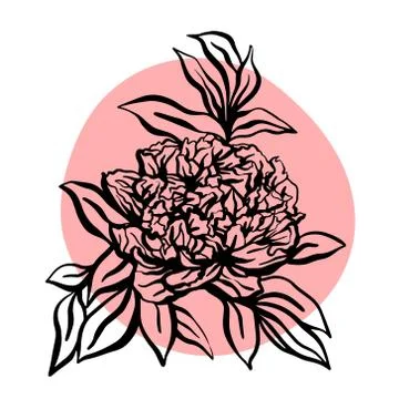 Peony flower hand drawn vector illustration Stock Illustration