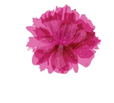 Peony flower Stock Illustration