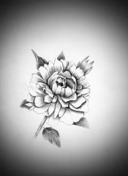 Peony flower Stock Illustration