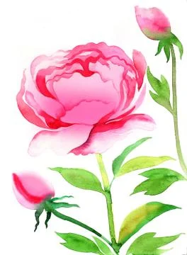 Peony flower Stock Illustration