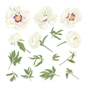 Peony flower. Illustrazione stock