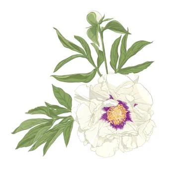 Peony flower. Stock Illustration