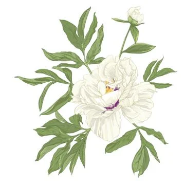 Peony flower. Stock Illustration