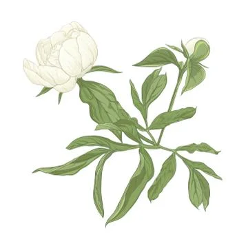 Peony flower. Stock Illustration