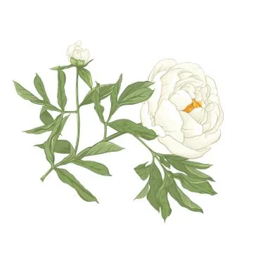 Peony flower. Illustrazione stock