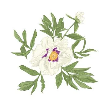 Peony flower. Stock Illustration