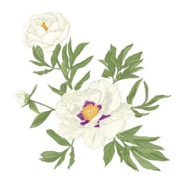 Peony flower. Stock Illustration