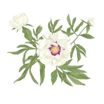 Peony flower. Stock Illustration