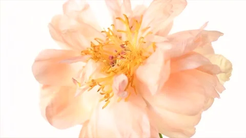 Peony flower isolated on white background. One Coral Charm peony cutout Stock Footage 338285444