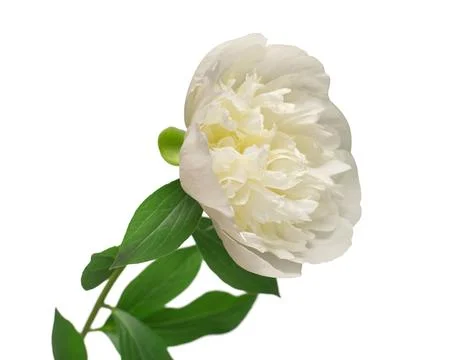 Peony flower isolated on white background. Floral pattern, object. Flat lay.. 스톡 사진