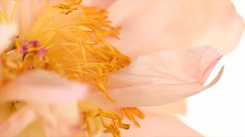 Peony flower macro shot, isolated on white background. One flower Coral Charm Stock Footage 336816180