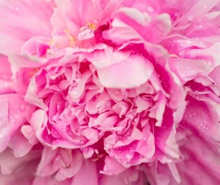 Peony flower macro view Stock Photos