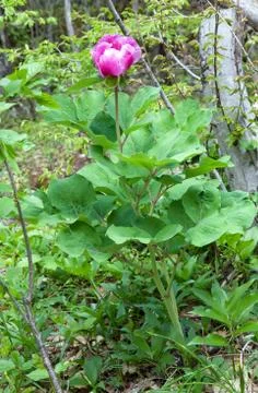 Peony flower Stock Photos