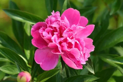 Peony flower Stock Photos