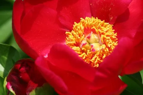 Peony flower Stock Photos