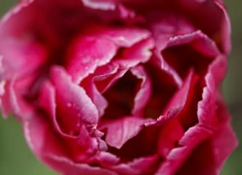 Peony flower Stock Photos