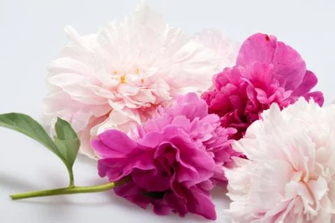 Peony flower Stock Photos