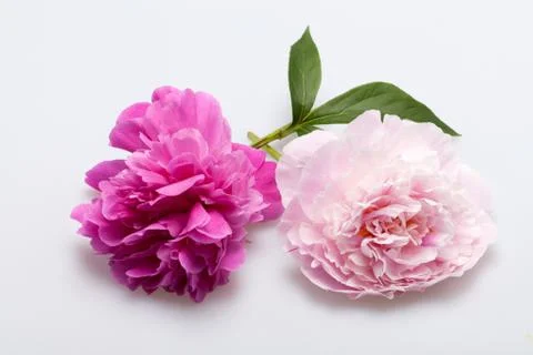 Peony flower Foto stock