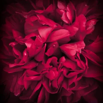 Peony flower Stock Photos