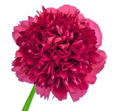 Peony flower Stock Photos