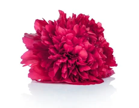 Peony flower Stock Photos