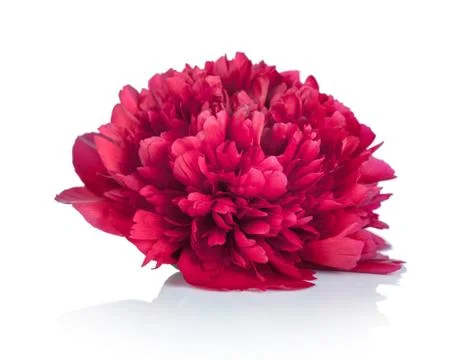 Peony flower Stock Photos
