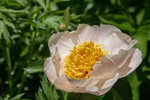 Peony flower Stock Photos