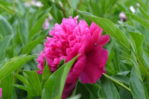 Peony flower Stock Photos