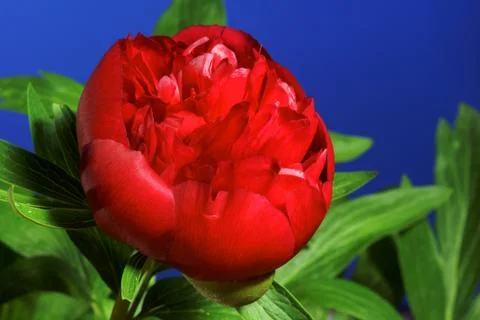 Peony flower Stock Photos