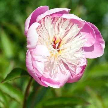 Peony flower Stock Photos
