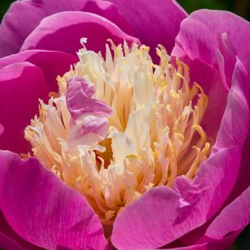 Peony flower Stock Photos