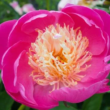 Peony flower Stock Photos