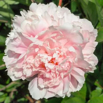 Peony flower Stock Photos