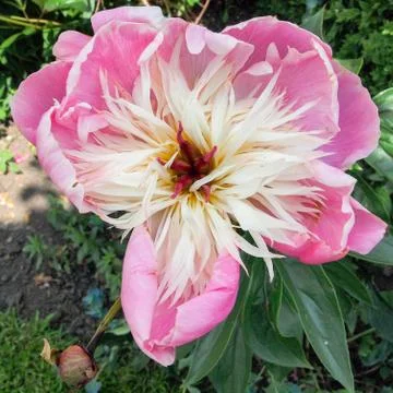 Peony flower Stock Photos