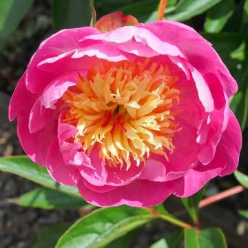 Peony flower 스톡 사진
