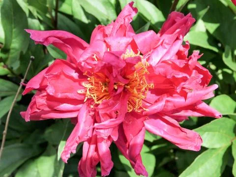 Peony flower Stock Photos