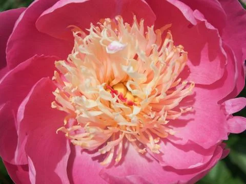 Peony flower Stock Photos