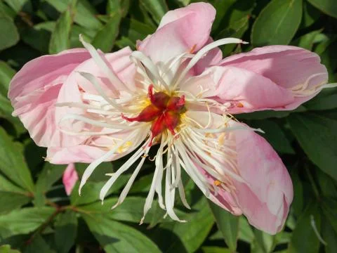 Peony flower Stock Photos