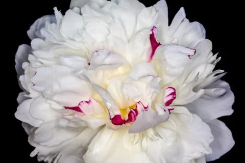 Peony flower Stock Photos