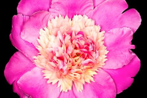 Peony flower Foto stock