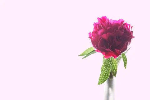 Peony flower Stock Photos