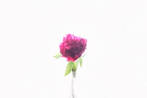 Peony flower Foto stock
