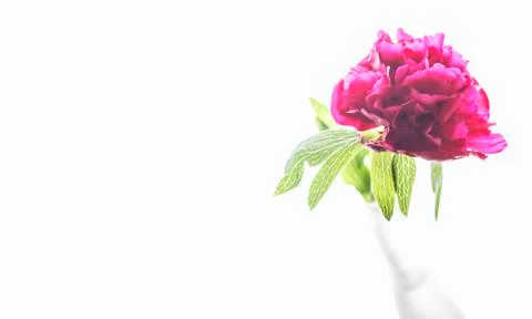 Peony flower Stock Photos