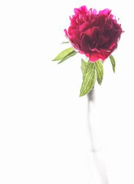 Peony flower Stock Photos