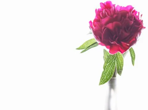 Peony flower Stock Photos